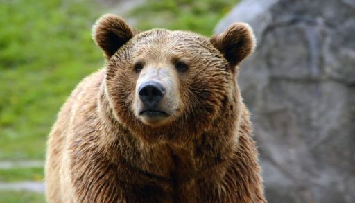 Close-up of a grizzly bear against a blurred background.