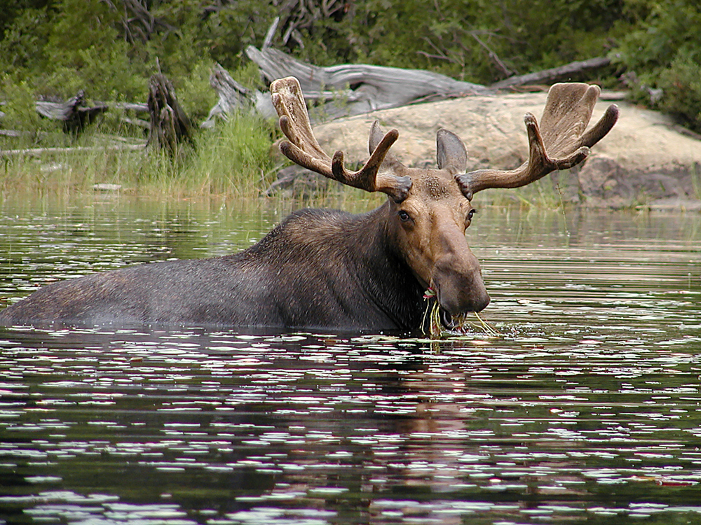 Brown bull moose almost fully in a lake eating grass.