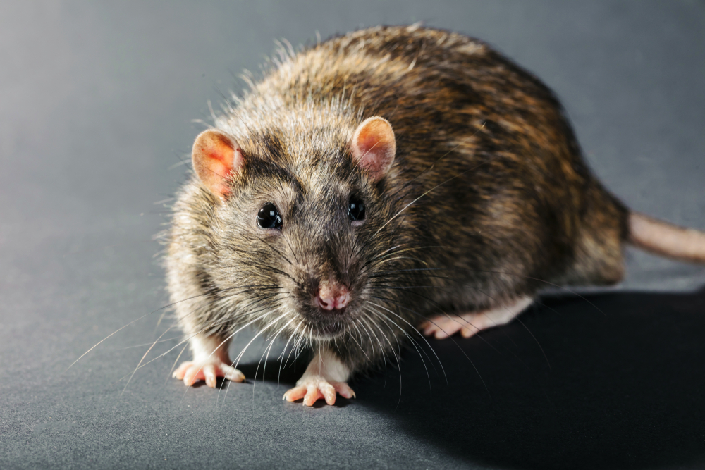 Close-up of a grey rat on a black background.