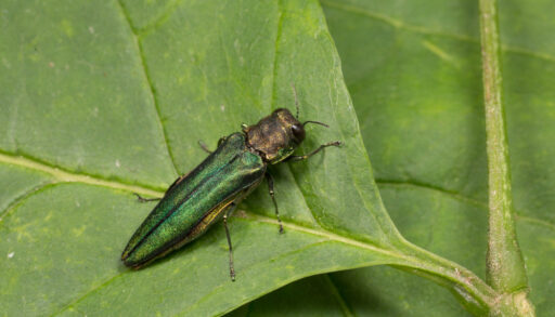 Emerald ash borer sitting on a green leaf.