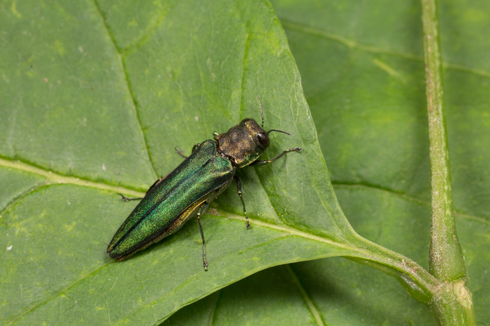 Emerald ash borer sitting on a green leaf.