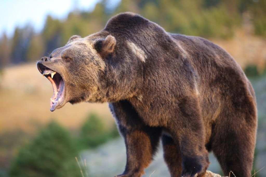 Brown grizzly bear growling in a forest.