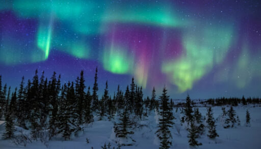 Vivid and colourful Northern lights above a forest of snowy pine trees.