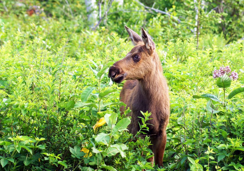 Moose calf in tall grass in Algonquin Park, Ontario, Canada.
