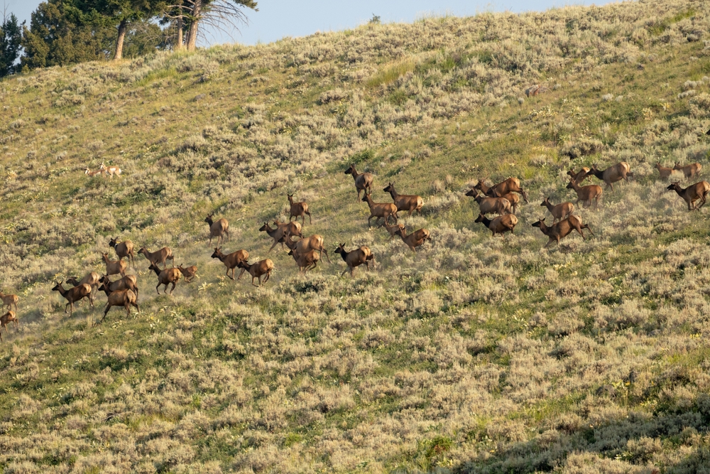 Spooked elk running across a field.