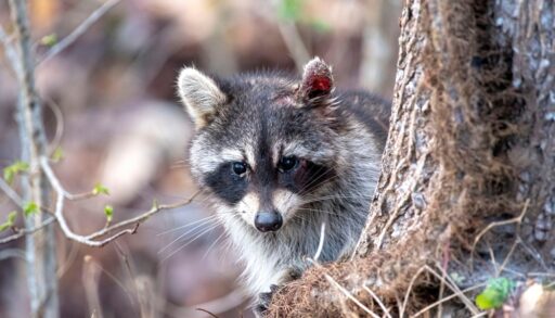 Raccoon peering out from behind a tree in a forest.