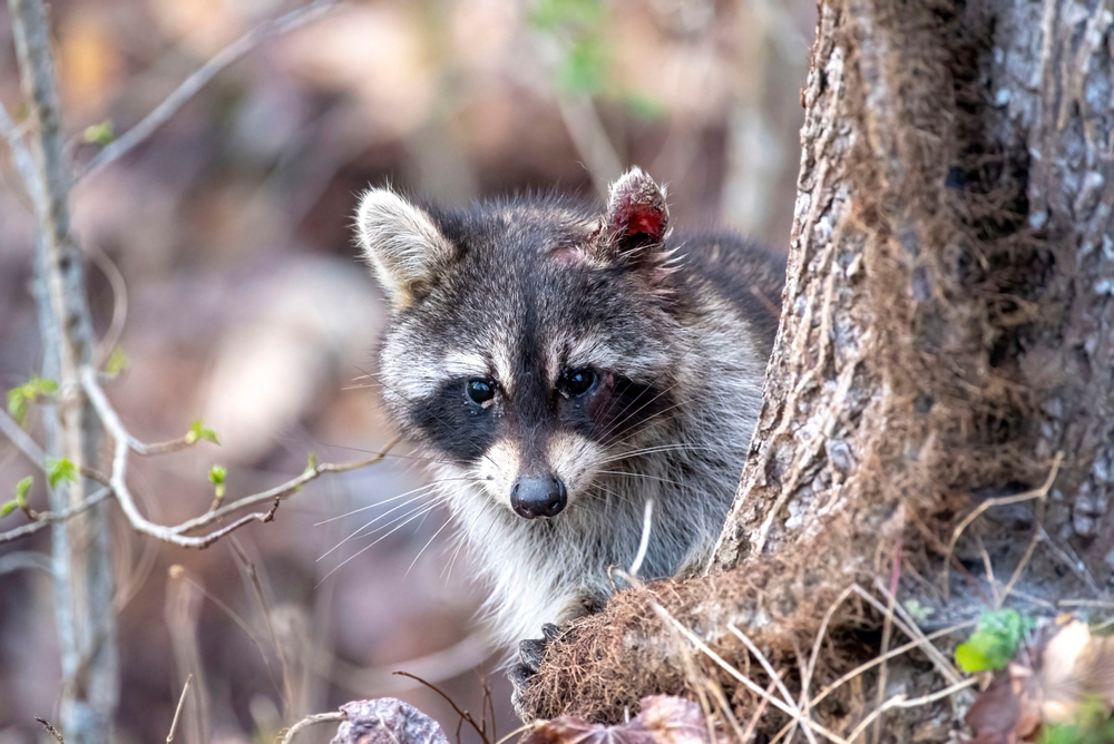 Raccoon peering out from behind a tree in a forest.