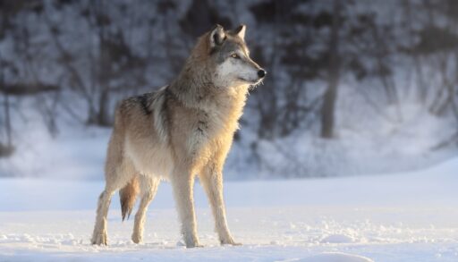 Lone wolf standing alert in a snowy forest clearing.