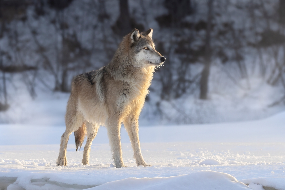 Lone wolf standing alert in a snowy forest clearing.