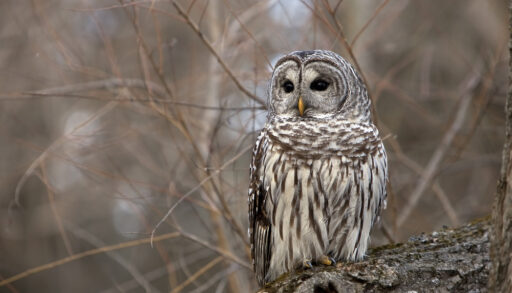 Wild barred Owl perched on a log in a forest in Ontario, Canada.