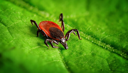 Close-up of a red and black tick on a green leaf.