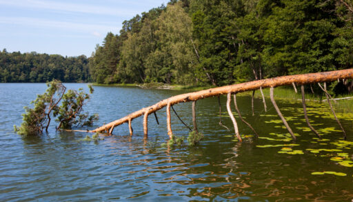 Fallen tree that has landed in a lake bordered by other trees.