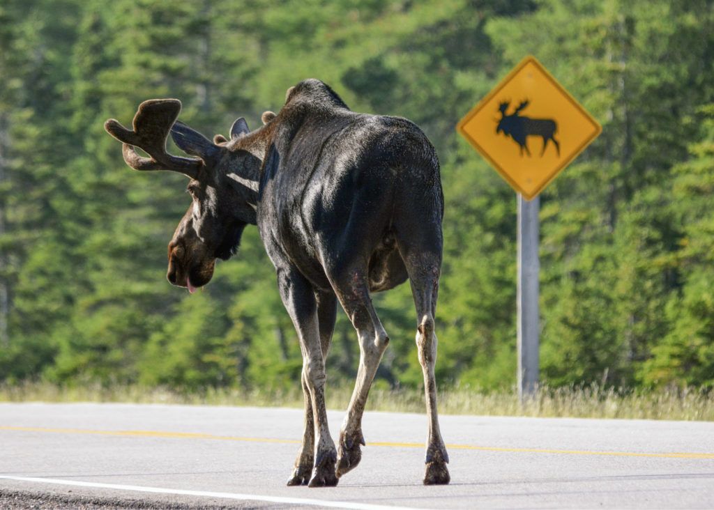 Moose crossing a road in front of a yellow moose crossing sign.