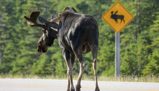 Moose crossing a road in front of a yellow moose crossing sign.