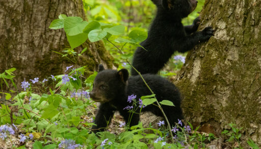 Two black bear cubs playing around a tree in a forest.