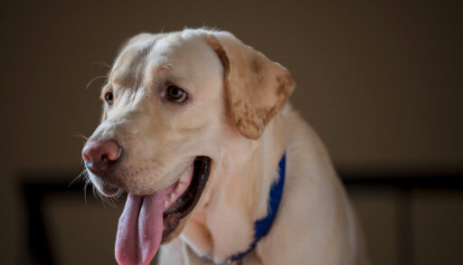 Close-up portrait of a golden Labrador dog.