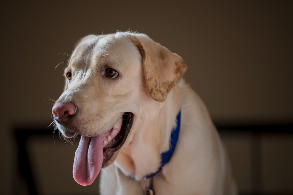 Close-up portrait of a golden Labrador dog.