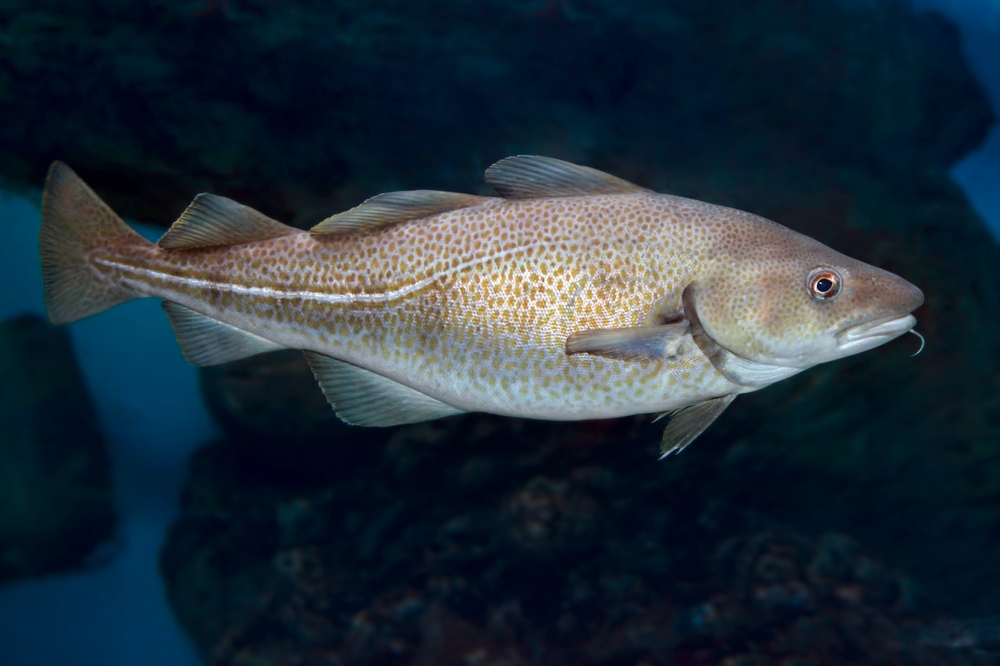 Close-up of a lone Atlantic cod underwater.