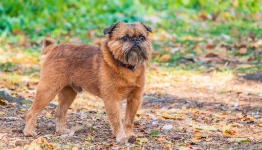 Brussels Griffon dog for a walk in a park with fall foliage surrounding.