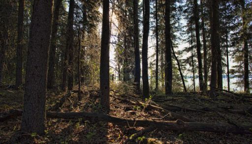 Light peering through trees in a forest.