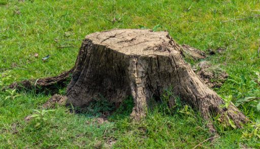 Lone tree stump in green grass.