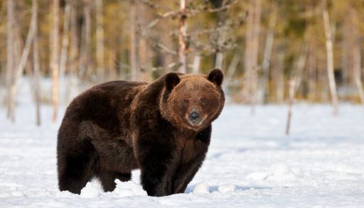 Grizzly bear standing in the snow.