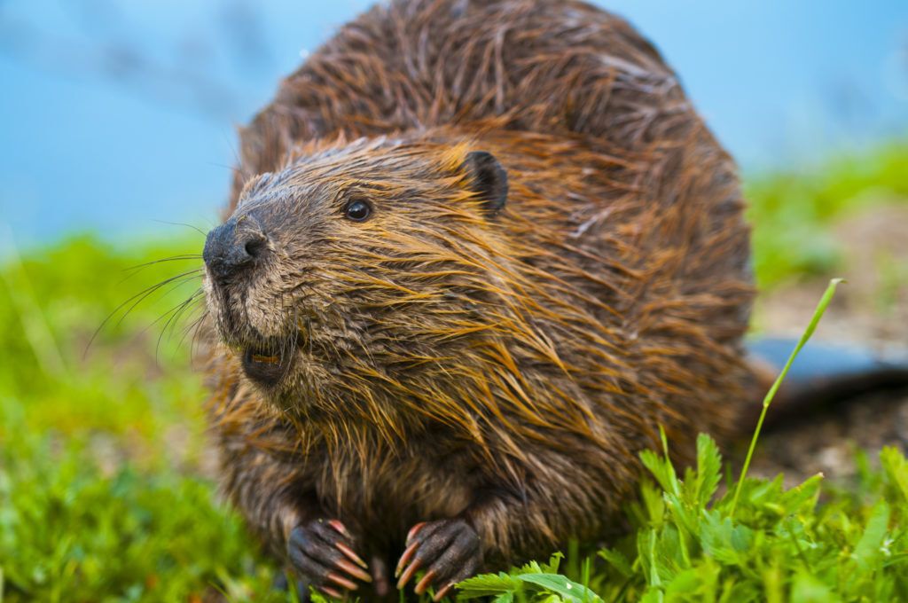 Close-up of a beaver in green foliage.