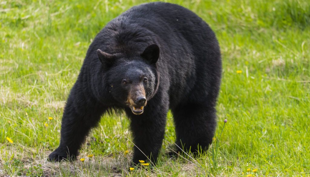 Black bear