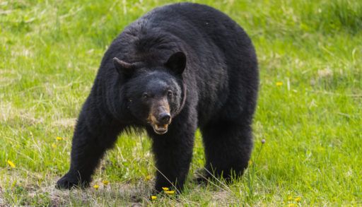 Black bear