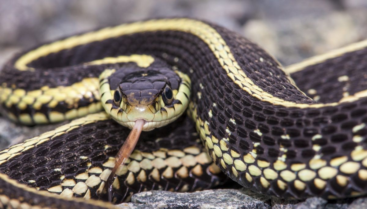 garter snake in Victoria BC