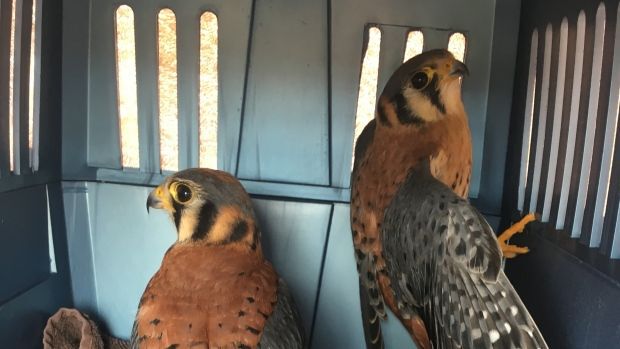 kestrel chicks released