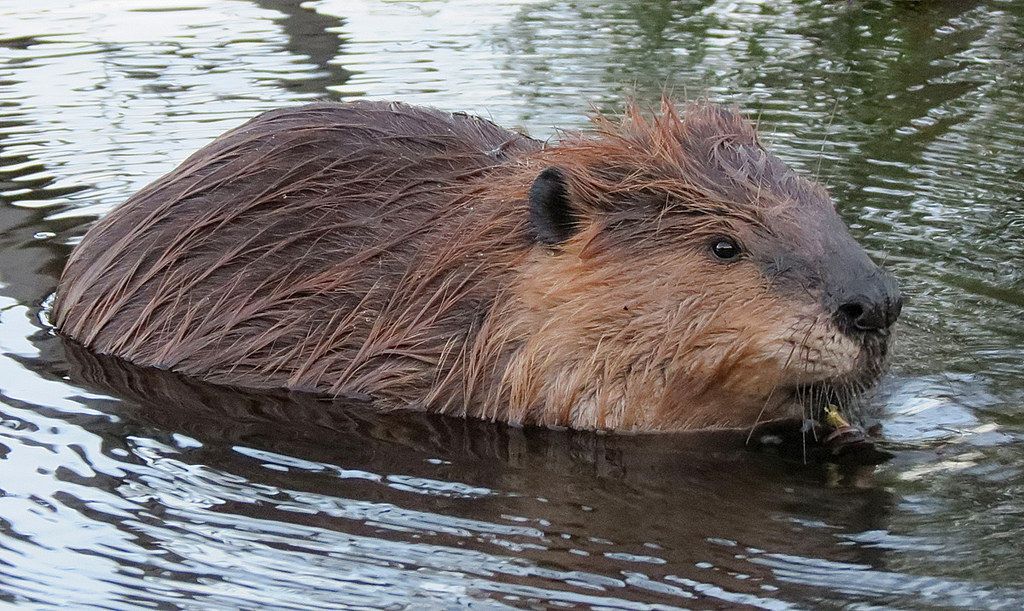 A beaver in the water