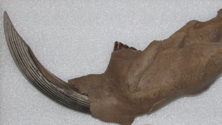 Ancient beaver jaw