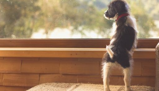 Puppy in a window at the cottage