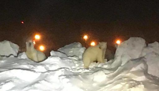 Polar bears on the runway