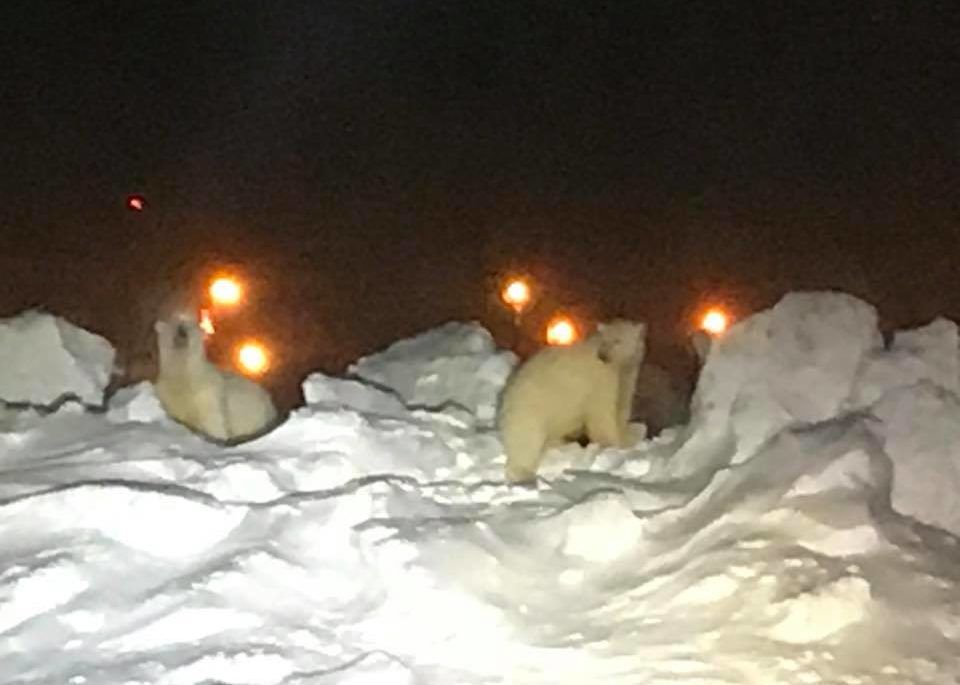 Polar bears on the runway