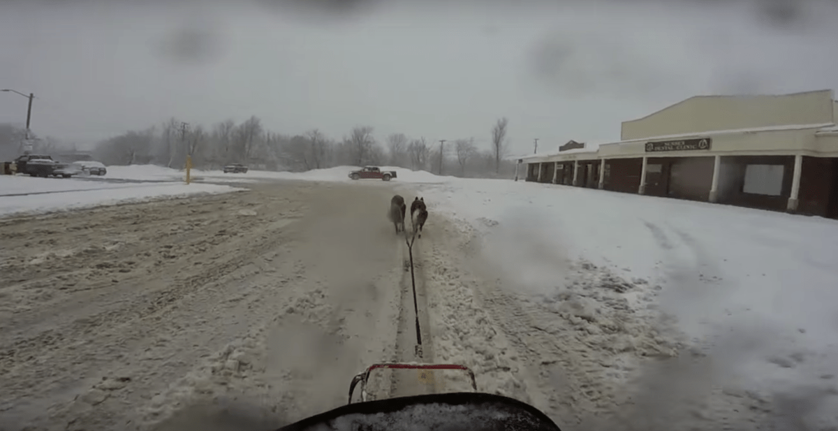 View from dogsled of dogs