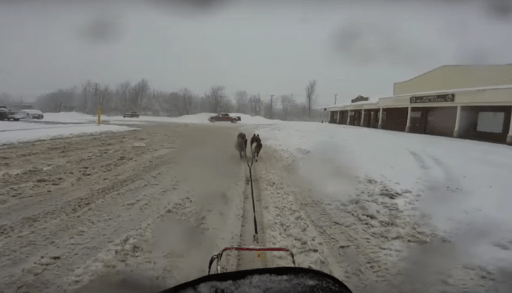 View from dogsled of dogs