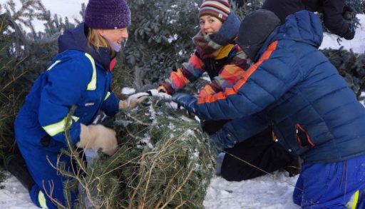 Blue spruce harvest