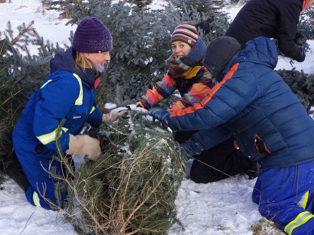 Blue spruce harvest