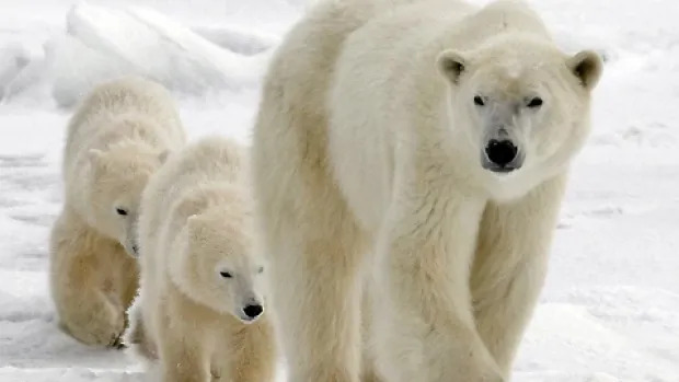 Polar bears