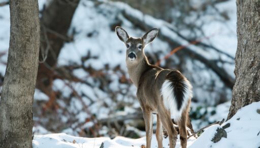 A white-tailed deer standing in a snowy forest.