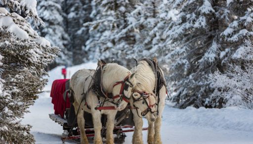 Horses in a wintry park