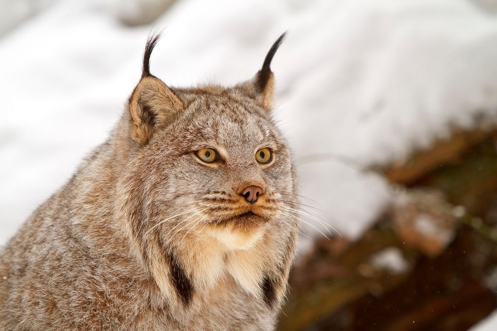 Close view of a Canada lynx with a snowy background
