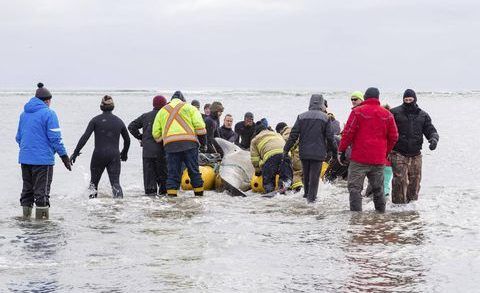 Whale stranded in NS
