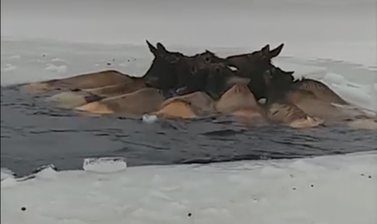 Elk stuck in a reservoir