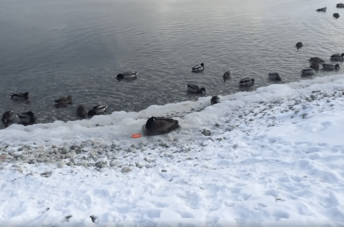 Goose sitting at frozen shore