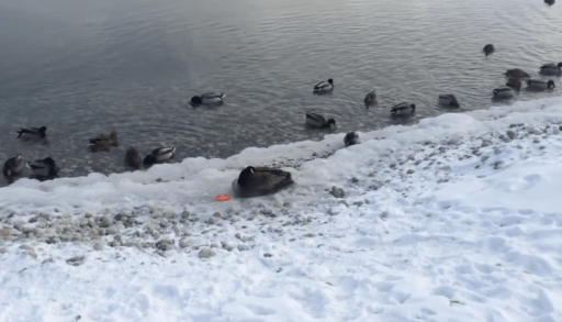 Goose sitting at frozen shore