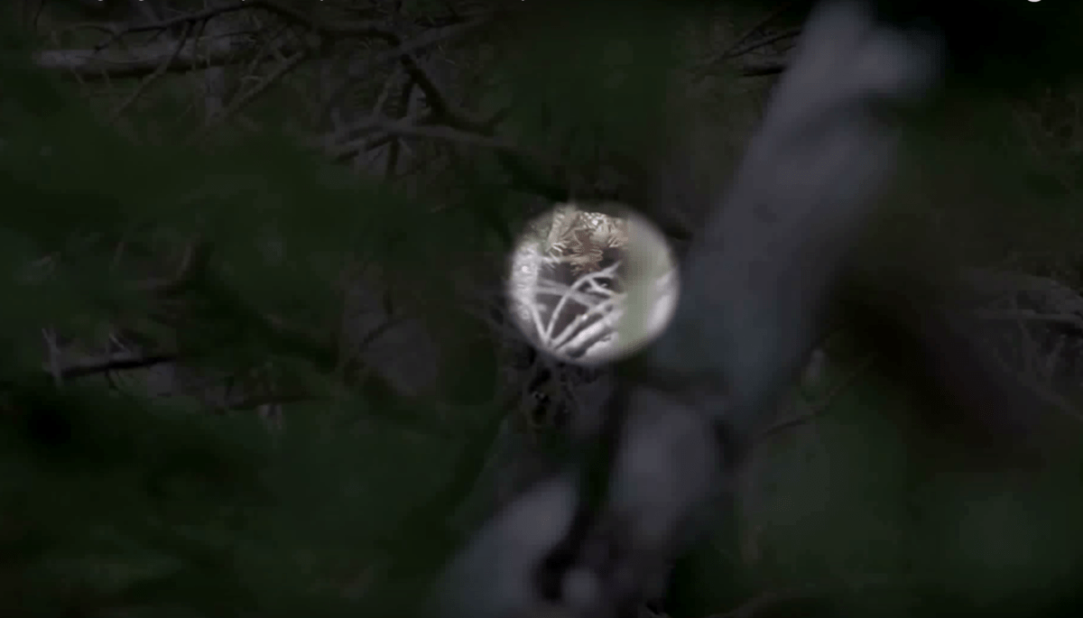 Zoomed-in shot on blurry hairy form in the forest