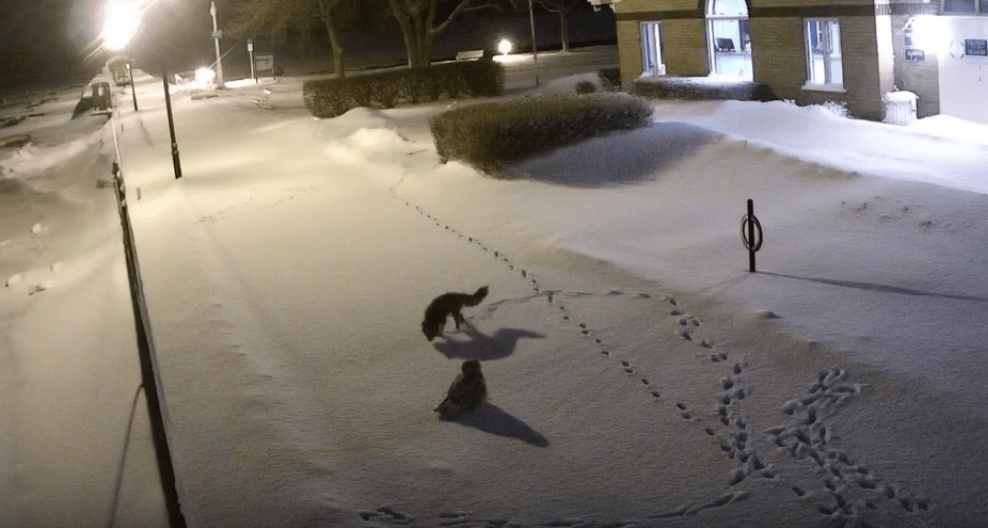 Owl and fox in Coburg